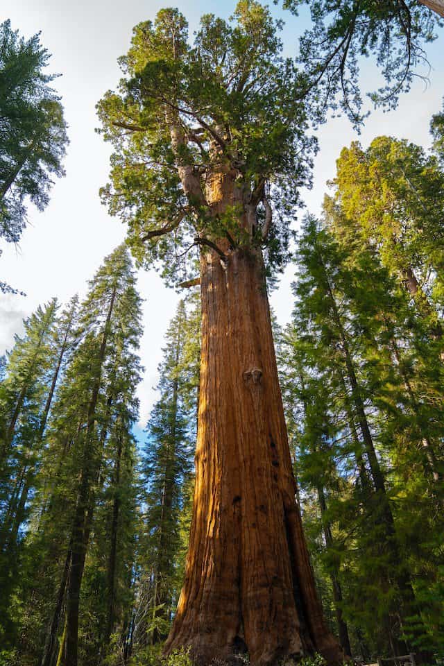 California places to visit sequoia national park
